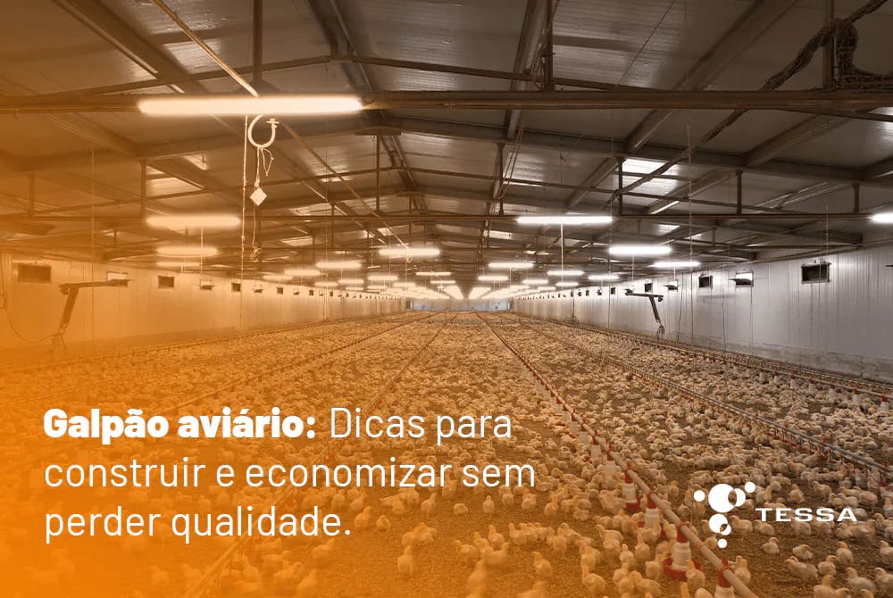 Galpão Aviário