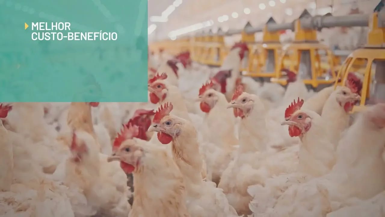 Serviços Tessa - Estruturas de Aviário