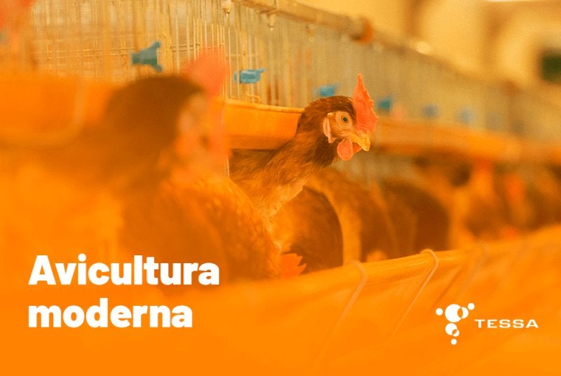 Modernização da Avicultura