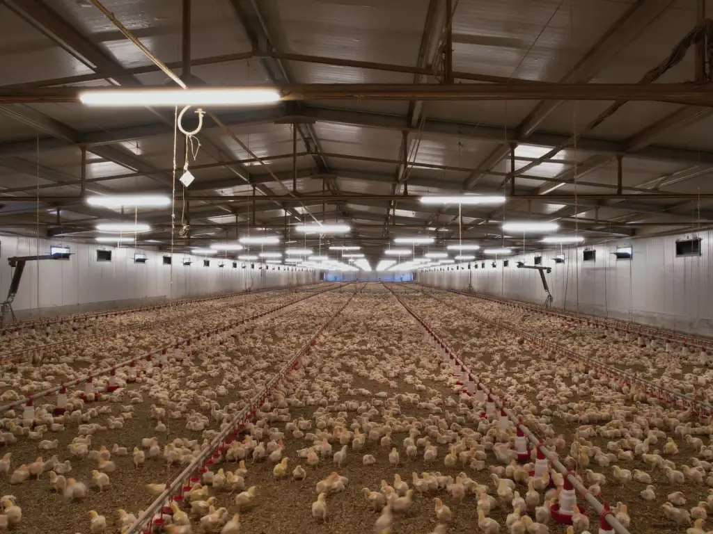 Estruturas para Aviários