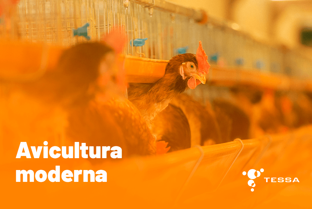 Modernização da Avicultura