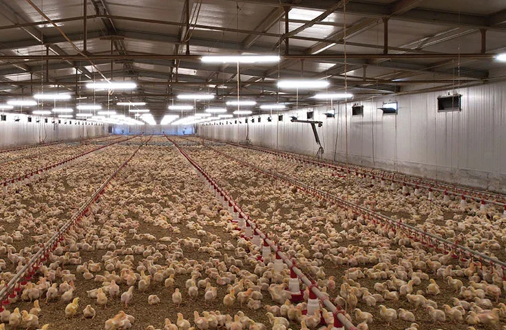 Capa Apresentacao Estruturas Aviario Tessa