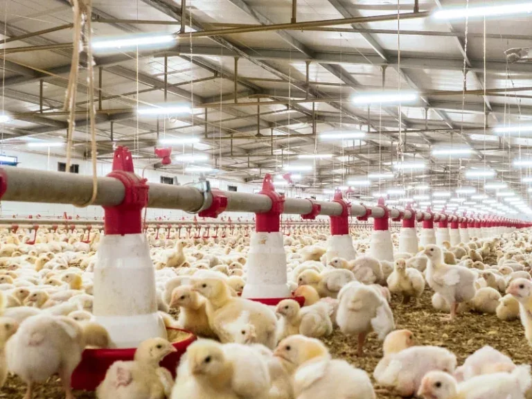 Estrutura Metálica para Aviários - Tessa